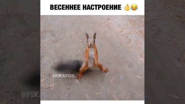 Белка танцует своим хвостом/ очень смешное видео смотреть каждому смотреть онлайн