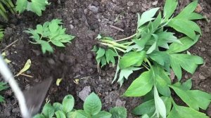 Peonies//Самый простой способ размножения ИТО - пионов