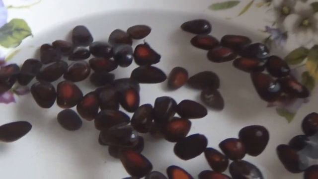 КЕДРОВЫЕ СОСЕНКИ--сажаем орешки. смотреть онлайн