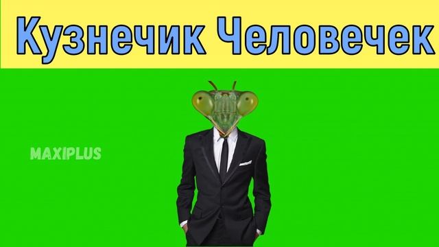 Креветка Ракетка, Кузнечик Человечек, Булка Акулка, Котик Тортик. смотреть онлайн