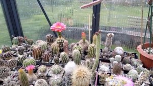 Коллекция кактусов.Эхиноцереус,матукана,эскобария,маммилярии,лобивии,эхинопсисы,трихоцереус.