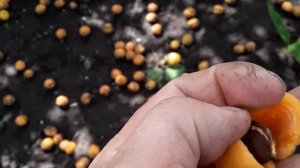 АБРИКОС ЖИГУЛЕВСКИЙ СУВЕНИР