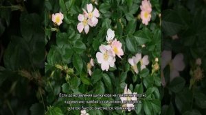 Как привить розу черенком к шиповнику