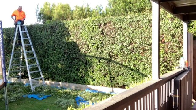 Hedge trimming and reduction смотреть онлайн