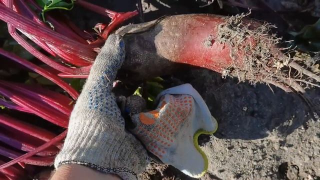 Вранье с семенами  и свёкла пошла в компост. Урожай по осени считаем. Как храню лук