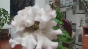 Одна из петуний, посева этого года💕. Петуния Альба..