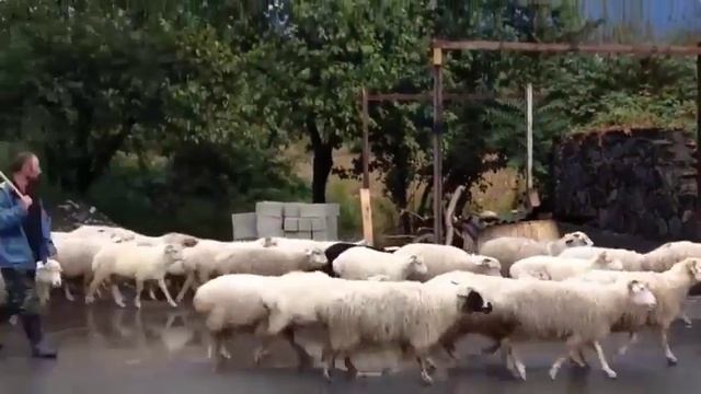 растительные и шерстяные волокна смотреть онлайн