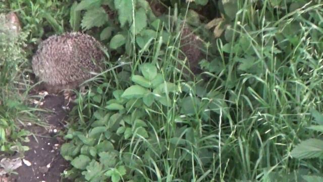 Ежи под балконом. смотреть онлайн