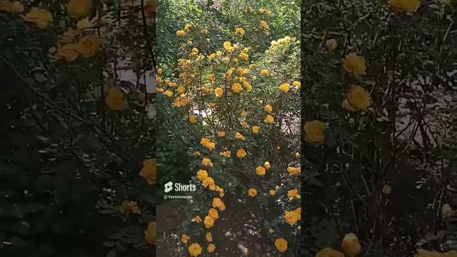 #Shorts #Весна #Улица