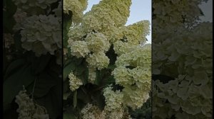 Гортензия метельчатая Полар Бир в Сибири. Полярный Мишка