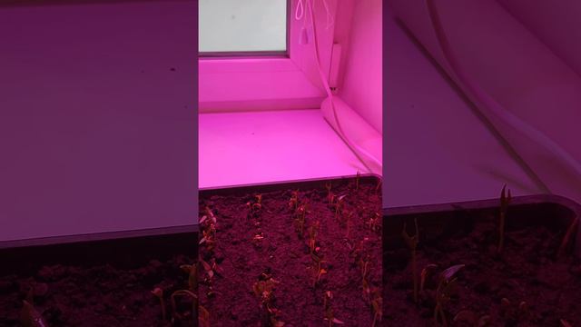 Фитолампа и всхожесть семян! Приживаемость рассады! рекомендую! смотреть онлайн