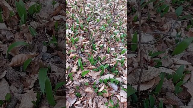 Wild Garlic - Allium Ursinum #Shorts смотреть онлайн