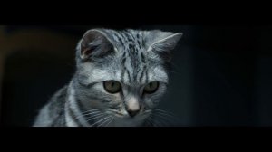 WHISKAS® | Расчёска