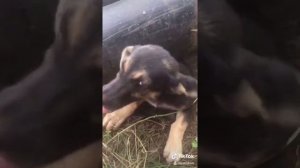 Щенка кинули в канаву? Неделю я к нему ходила, что произошло?