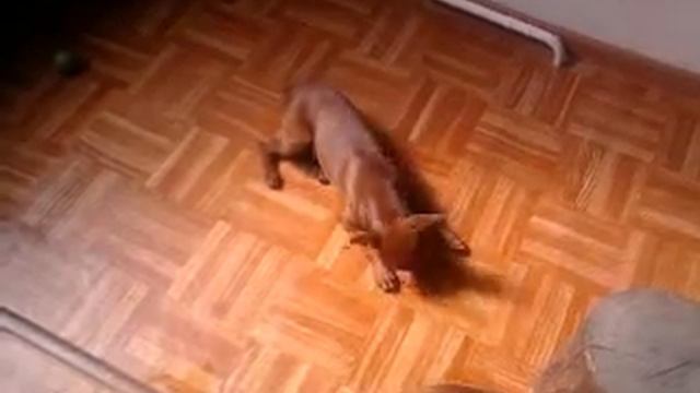 Цвергпинчеры Сочи.mp4 смотреть онлайн