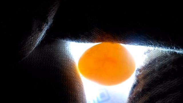 Размножение волнистых попугаев / Волнистый попугай / Уже бьется сердечко