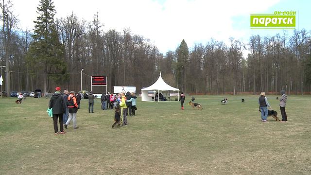 Выставка немецких овчарок в Зеленодольске! смотреть онлайн