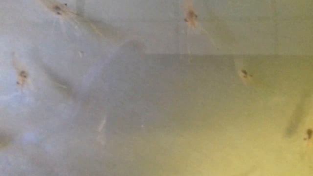 2х месячная креветка Розенберга. Компания Корал Фиш. смотреть онлайн