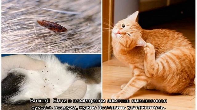 Перхоть у кошки: на спине, у хвоста, причины и лечение смотреть онлайн