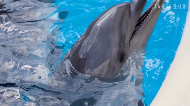 Дельфины: "Тёмная" сторона характера | Интересные факты про дельфинов смотреть онлайн
