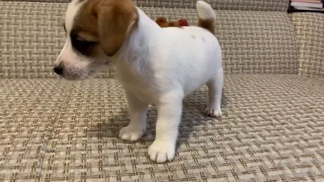 Щенок Джек Рассел терьера по кличке Сияющий Бриллиант Галеон Белое Солнце смотреть онлайн