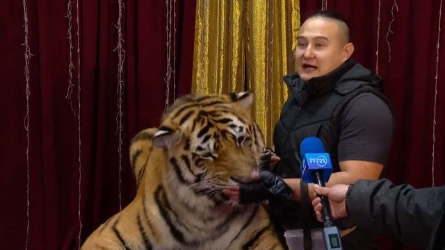 Цирк шапито Звёздный в Ангарске 2020 шоу «ТИГРЫ НА ГЛАВНОЙ ЁЛКЕ ГОРОДА» смотреть онлайн