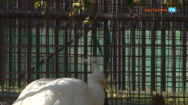 В первоуральском мини-зоопарке отремонтировали вольер павлина смотреть онлайн