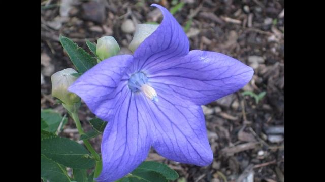 ШИРОКОКОЛОКОЛЬЧИК или ПЛАТИКОДОН (PLATYCODON) сем. Колокольчиковые смотреть онлайн