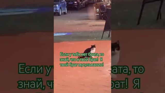 Если у тебя нет брата, то знай, что я твой брат! Я твой брат мусульманин! смотреть онлайн