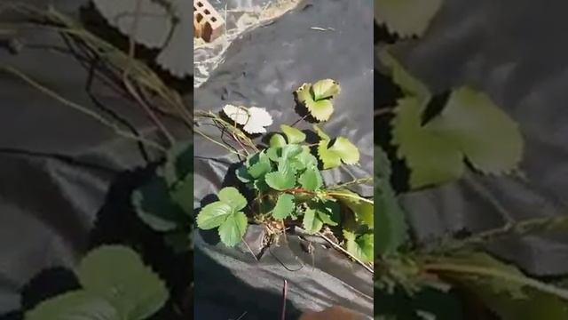 Обрезка клубники Элан смотреть онлайн