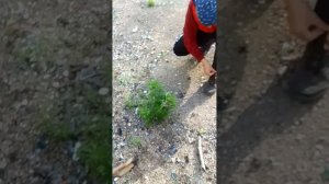 ходим с друзьями по заброшке ищем маньяков