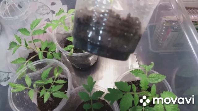 Основной посев семян томатов, на рассаду.? На растениях появился клещ/Обработка. смотреть онлайн