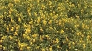 Хохлатка. Многолетние цветы.