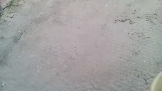 стабилизированный сувель берёзы смотреть онлайн