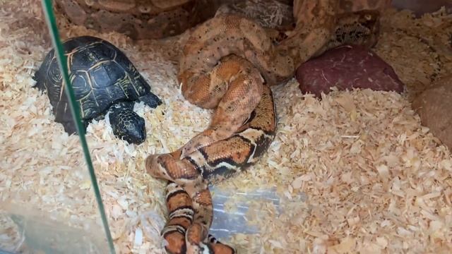 Спаривание императорских удавов Хог / Hog Island Boa mating смотреть онлайн