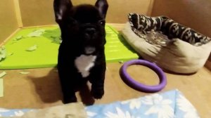 Щенки французского бульдога скулят и гавкают