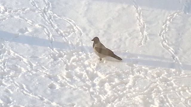 Грач и ворона под окном смотреть онлайн