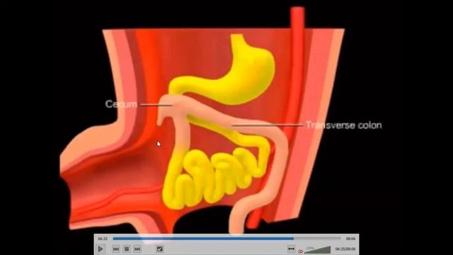 Development of Midgut GIT part 2 | Special Embryo lectures| Medicos Study Corner смотреть онлайн