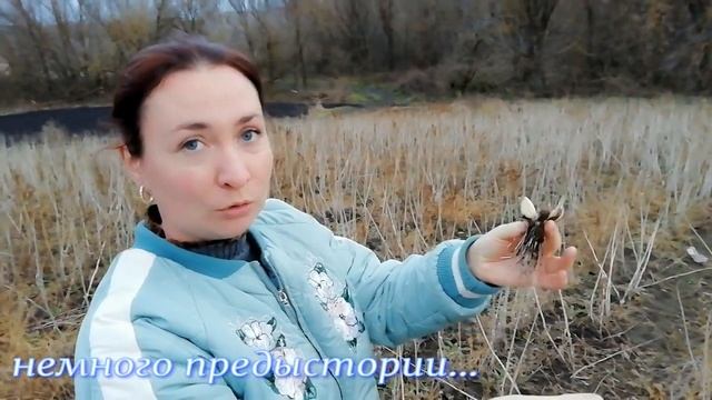 Как вырастить много чеснока с маленькой площади. смотреть онлайн