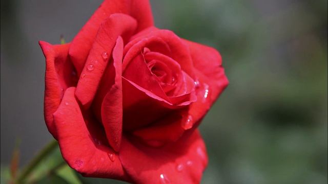 Kalifarniya - Roza(Aikosza Remix)