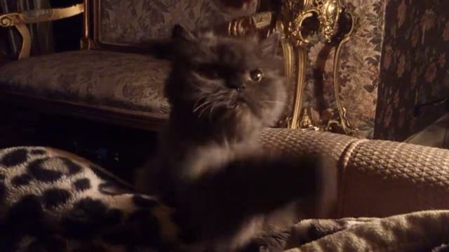 Кот Томас и колбаса. смотреть онлайн