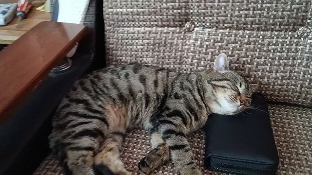 1000017048.mp4 смотреть онлайн