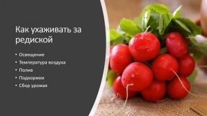 Как вырастить редис на подоконнике