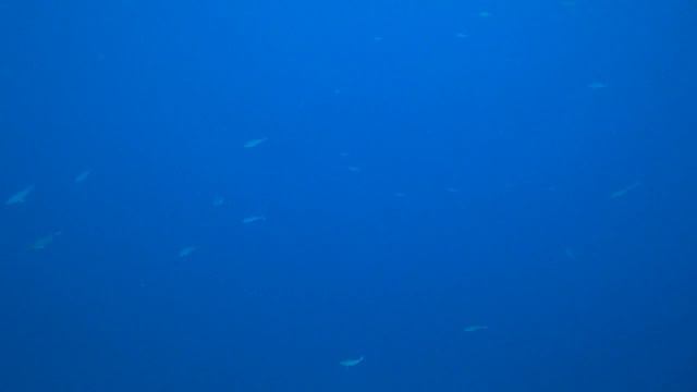 CHARMILLION SEA LIFE RESORT 5* Какое море в этом отеле