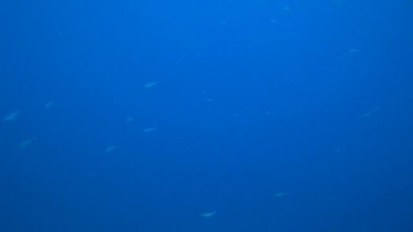 CHARMILLION SEA LIFE RESORT 5* Какое море в этом отеле