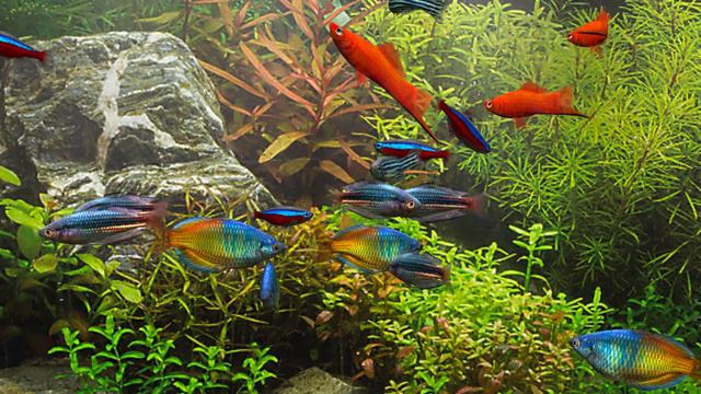 Dream Aquarium With Tropical Background