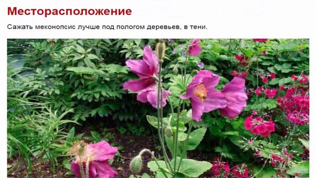 Меконопсис смотреть онлайн
