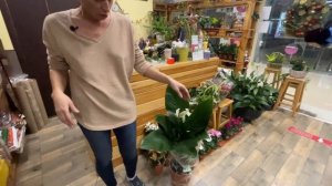 Спатифиллум Свит Лауретта  - обзор БОЛЬШОГО сорт | Вырастет ли из маленького спатифиллума большой