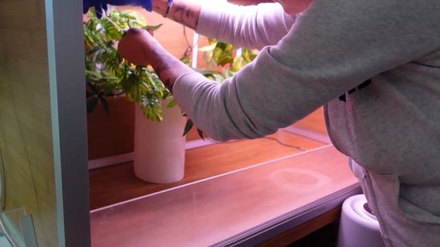 Ball Python Snake Simple Cage Build смотреть онлайн