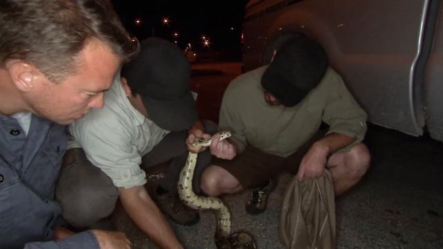 The Burmese Python Invasion | Full Documentary | Python Hunters смотреть онлайн